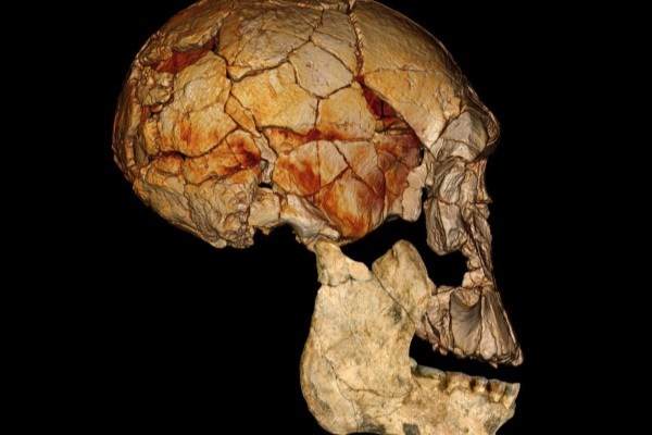 کشف سه نوع انسان عصر قدیم منقرض شده 2 میلیون ساله با نام علمی Homo