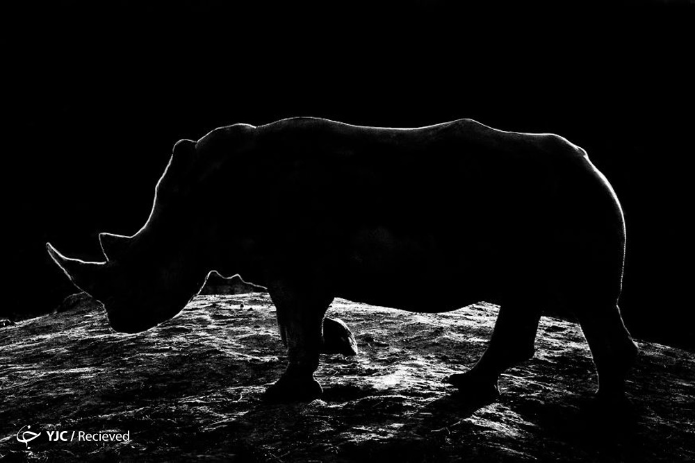 تصاویر زیبا از حیوانات در شب