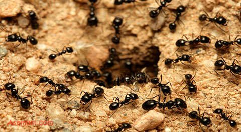 1418385155031 - مورچه ها پزشک دارند و واکسینه می‌شوند!