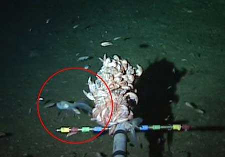1419800627821 - کشف نوعی ماهی در عمق‌ ۸۱۴۵ متری اقیانوس