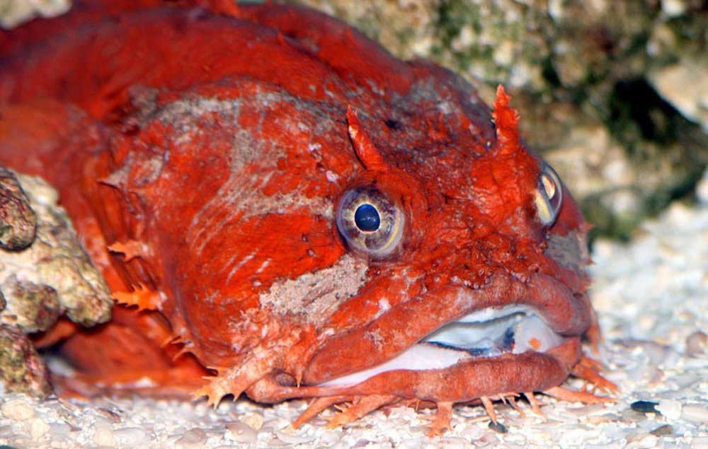 زشت ترین ماهیان اعماق اقیانوس