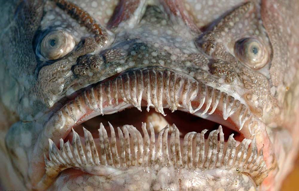 زشت ترین ماهیان اعماق اقیانوس