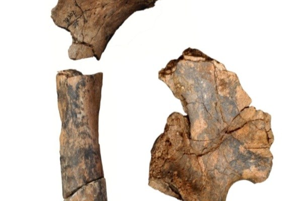 1428585048533 - کشف سه نوع انسان عصر قدیم منقرض شده 2 میلیون ساله با نام علمی Homo