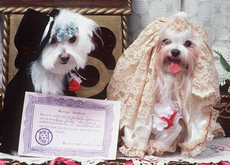 تصاویر جالب از جشن عروسی حیوانات