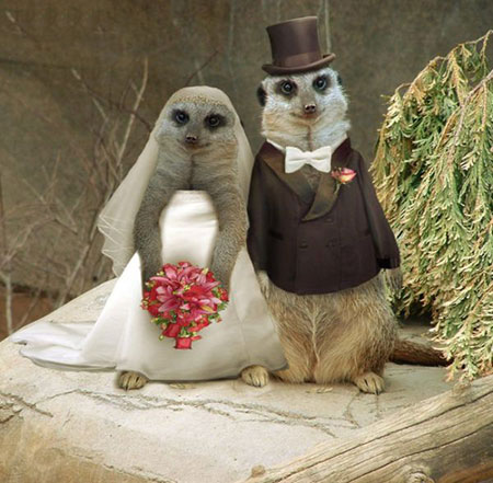 تصاویر جالب از جشن عروسی حیوانات