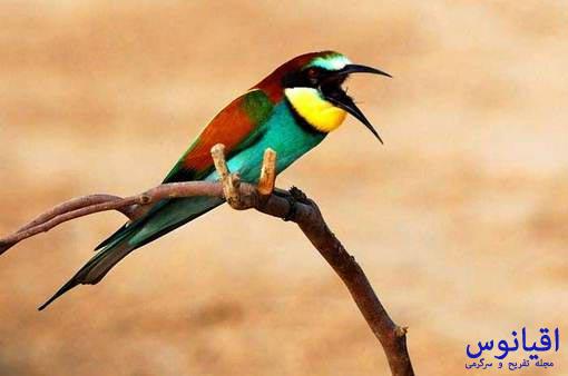 146108664709852 - تصاویری زیبا از پرندگان رنگارنگ