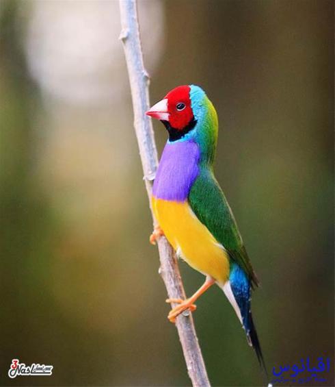 1461086660554211 - تصاویری زیبا از پرندگان رنگارنگ